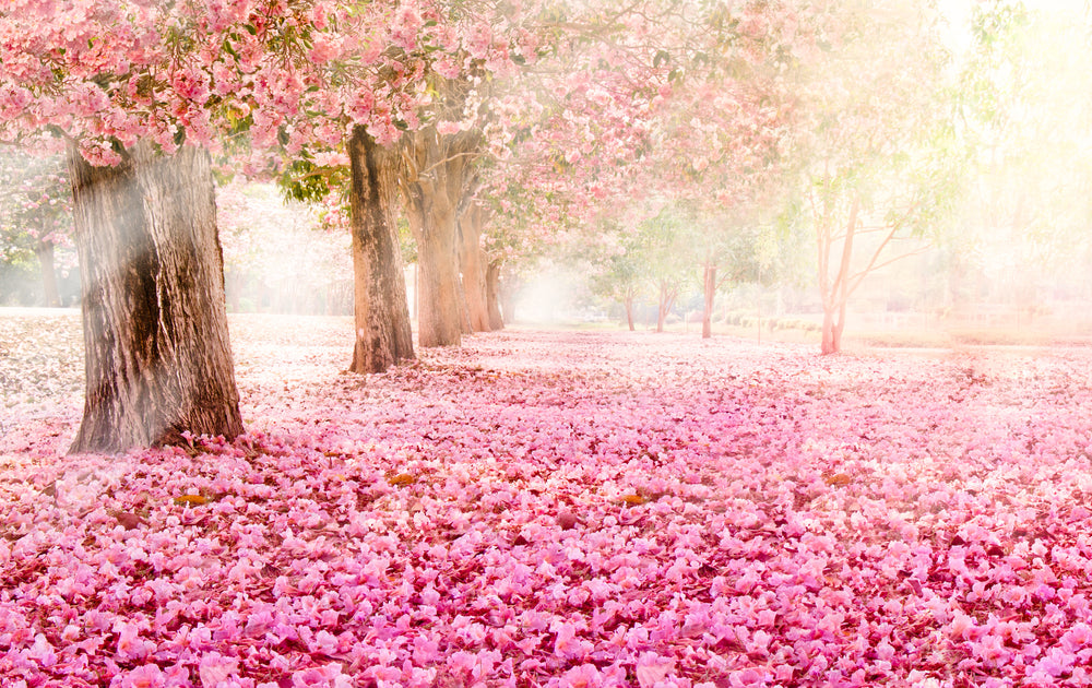 Blossom Trees in a Park Photograph Home Decor Premium Quality Poster Print Choose Your Sizes