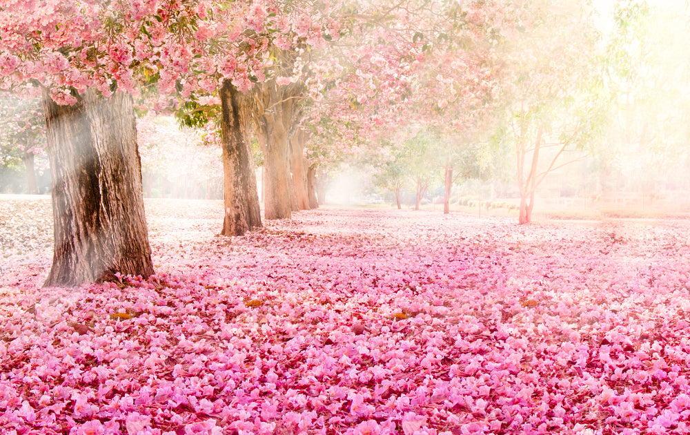 Blossom Trees Park Photograph Print 100% Australian Made