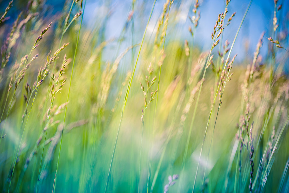 Greeny Paddy Photograph Print 100% Australian Made