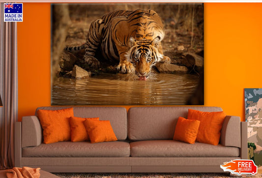 Tiger Drinking Water from Water Stream Photograph Print 100% Australian Made