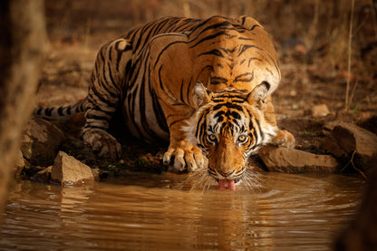 Tiger Drinking Water from a River Photograph Home Decor Premium Quality Poster Print Choose Your Sizes