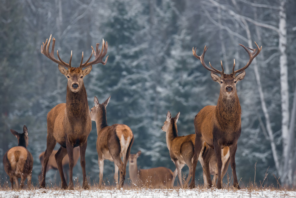 Deer Herd Looking Front Photograph Print 100% Australian Made