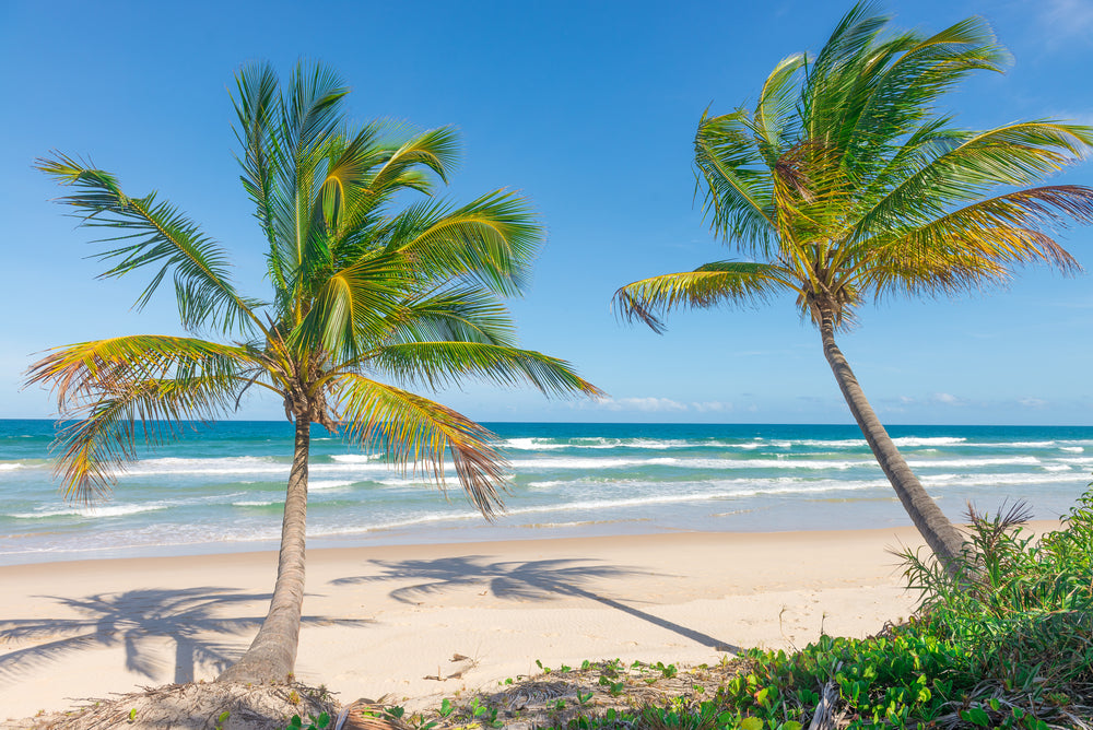 Palm Trees Near Sea Photograph Home Decor Premium Quality Poster Print Choose Your Sizes