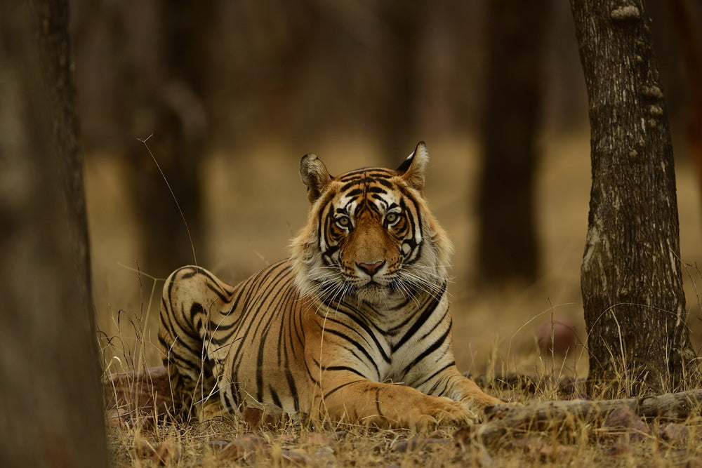 Tiger in Forest Photograph Home Decor Premium Quality Poster Print Choose Your Sizes