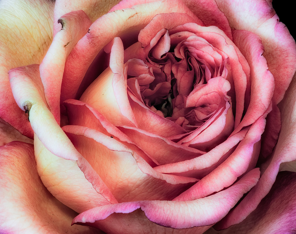 Rose Flower Closeup Painting Print 100% Australian Made