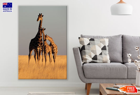 Giraffes in Field Photograph Print 100% Australian Made