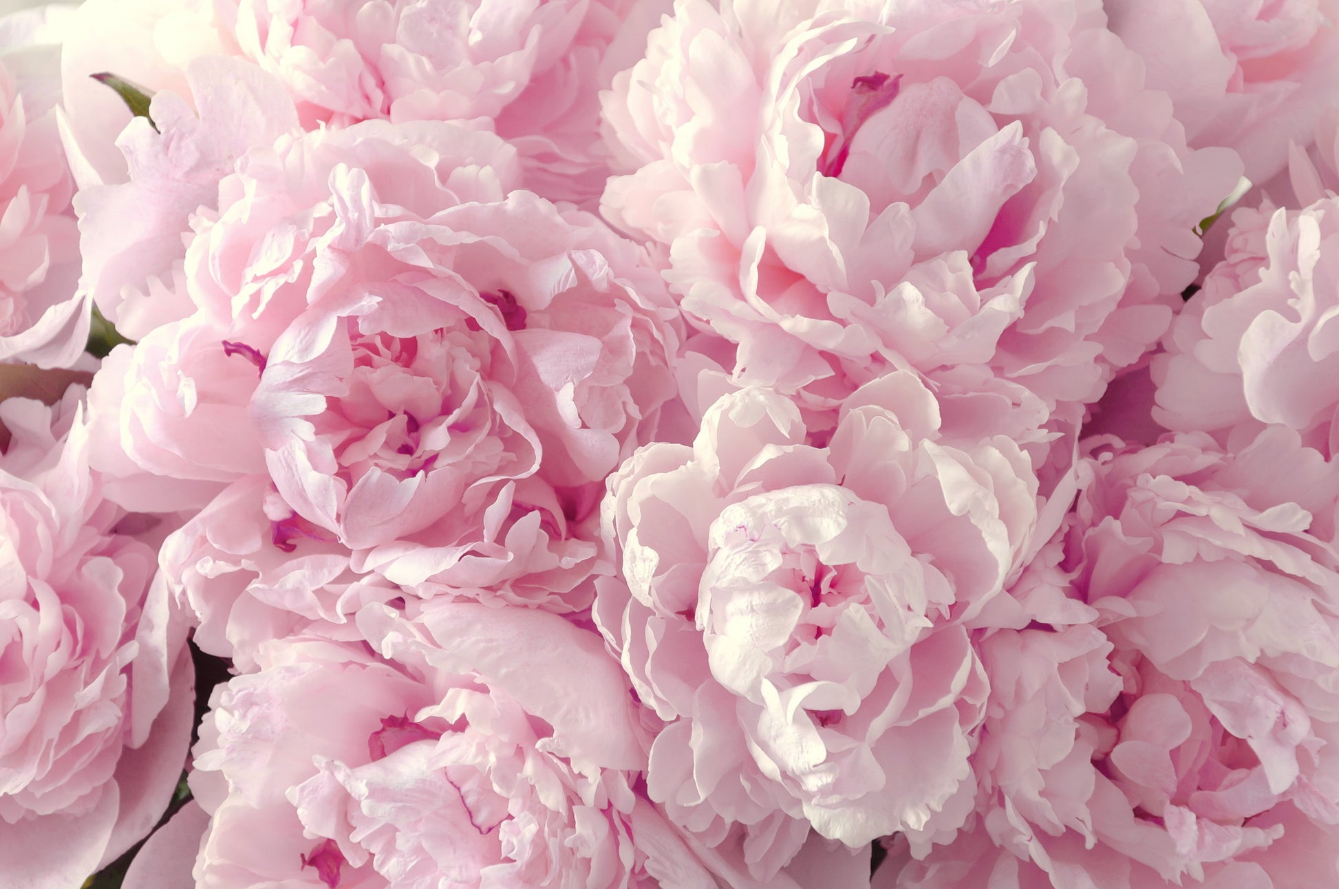 Pink Peonies Closeup Photograph Home Decor Premium Quality Poster Print Choose Your Sizes