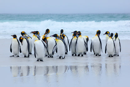 Penguins Coming out from the Sea Photograph Print 100% Australian Made