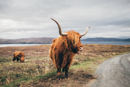 Highland Cow in Field Photograph Home Decor Premium Quality Poster Print Choose Your Sizes