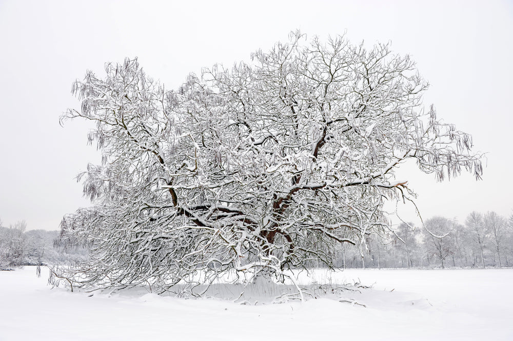 Tree Covered With Snow Photograph Print 100% Australian Made