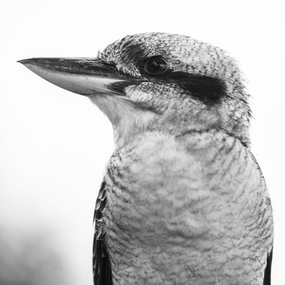 Kingfisher Bird Portrait B&W Photograph Print 100% Australian Made