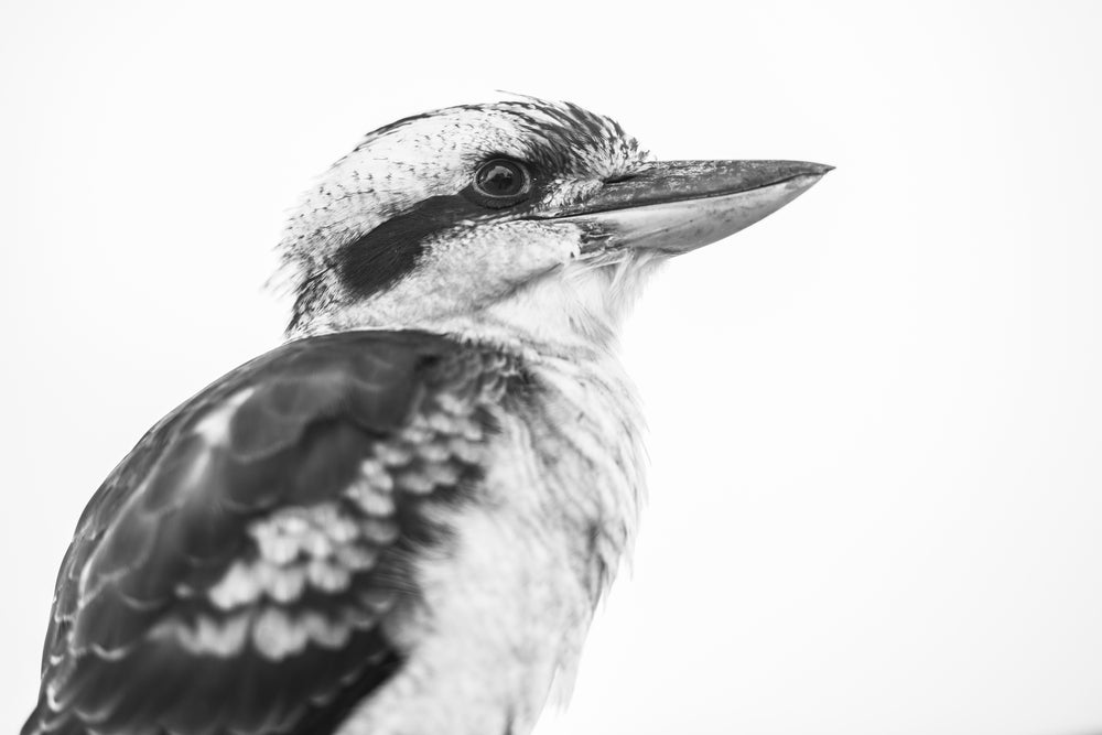 Kingfisher Bird Portrait B&W Photograph Print 100% Australian Made