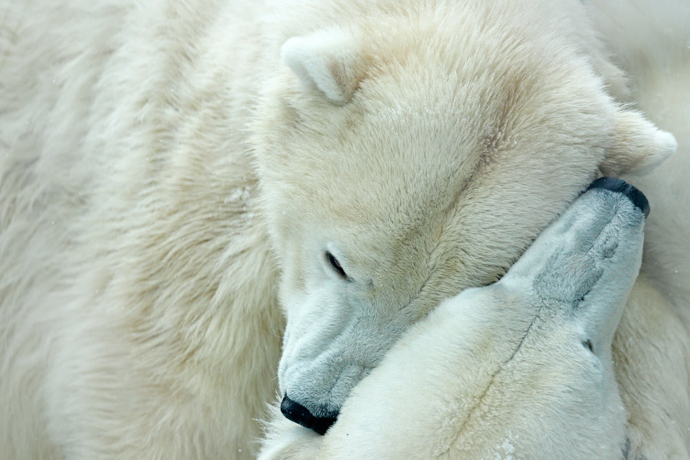 Polar Bear Love Close up Photograph Print 100% Australian Made