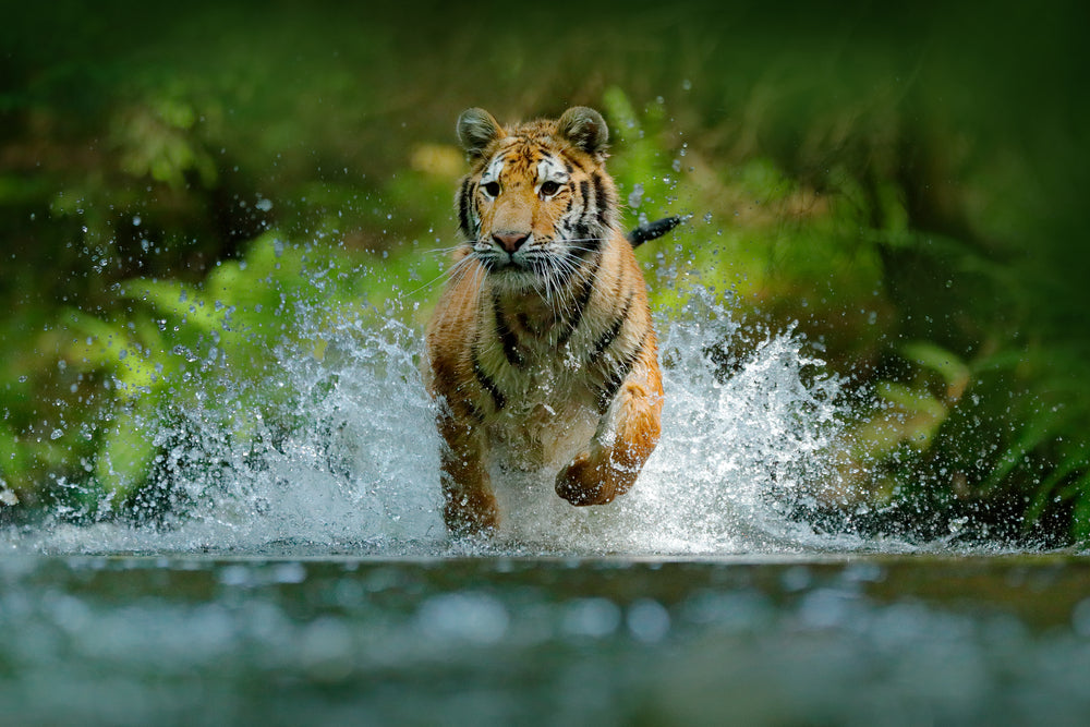 Tiger Running in Water Photograph Print 100% Australian Made