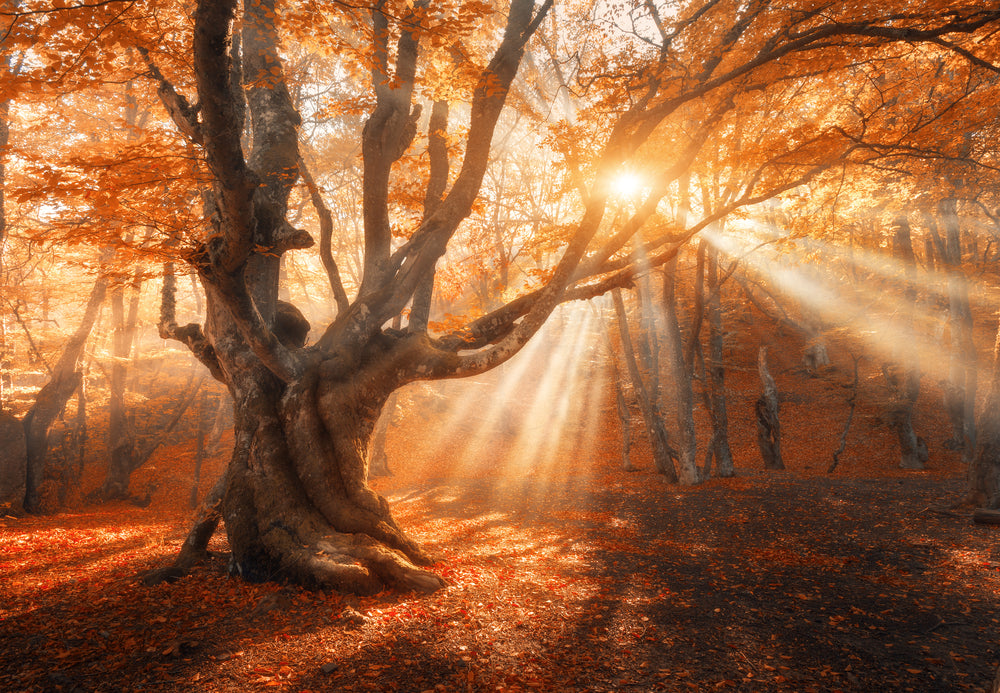Autumn Forest Sunset Scenery Home Decor Premium Quality Poster Print Choose Your Sizes