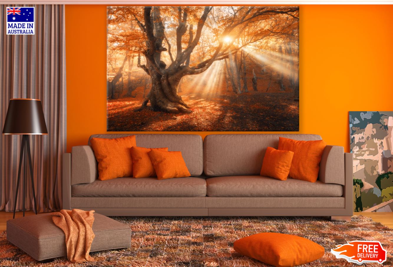 Autumn Forest Sunset Scenery Print 100% Australian Made