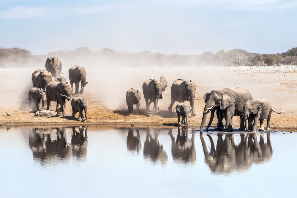 Elephants at a Lake Photograph Print 100% Australian Made