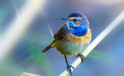 Colourful Bird on a Branch Photograph Print 100% Australian Made