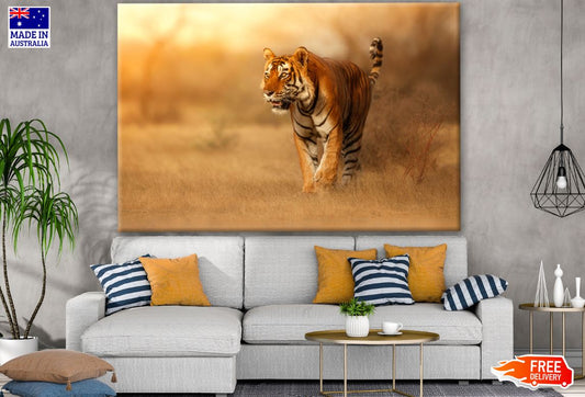 Tiger Walking in Forest Photograph Print 100% Australian Made