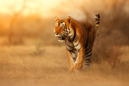 Tiger Walking Sunset Photograph Home Decor Premium Quality Poster Print Choose Your Sizes
