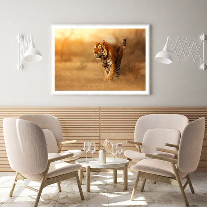 Tiger Walking Sunset Photograph Home Decor Premium Quality Poster Print Choose Your Sizes
