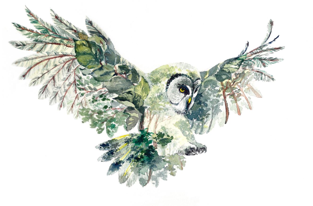 Flying Owl Watercolour Painting Print 100% Australian Made