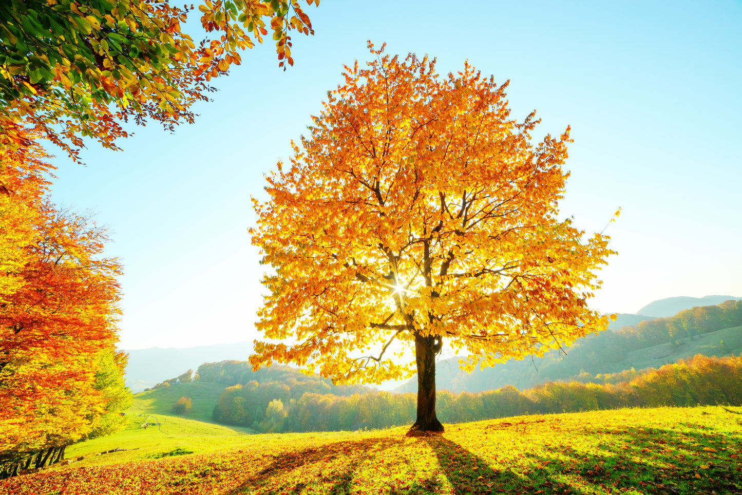 Beech Tree with Sunny Beams at Mountain Autumn Scene Photograph Print 100% Australian Made