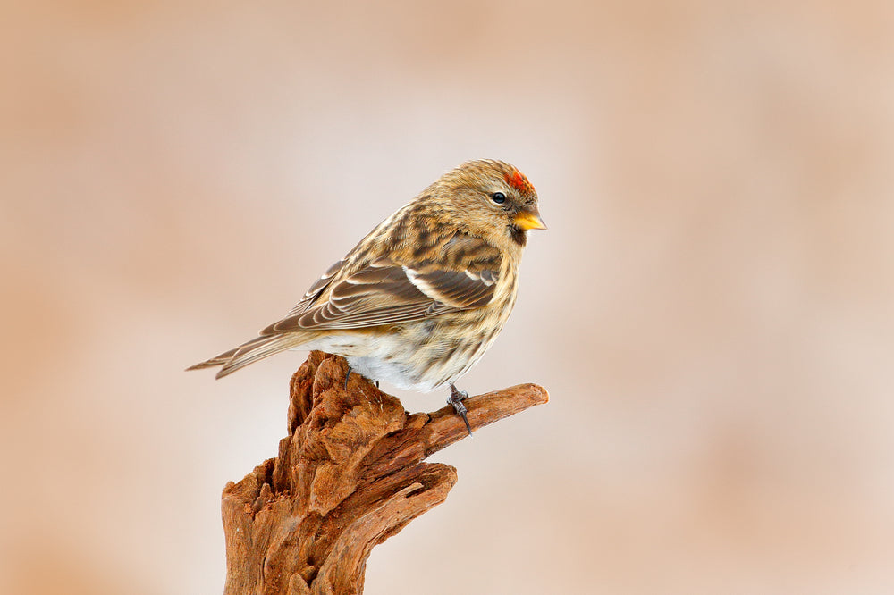 Linnet Bird On a Branch Painting Print 100% Australian Made