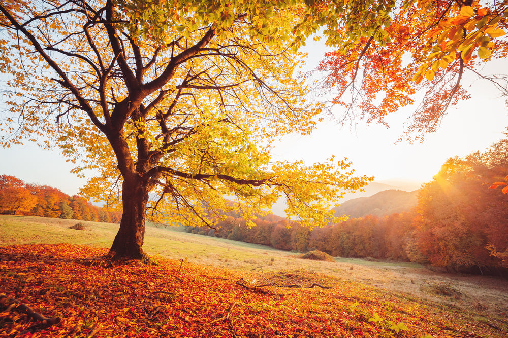 Shiny Beech tree on a hill slope sunset Print 100% Australian Made