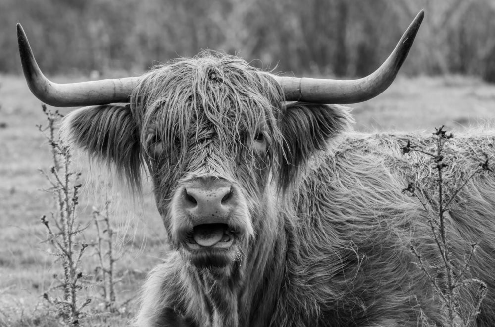 Highland Cow Black & White Photograph Print 100% Australian Made