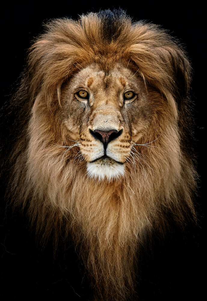 Lion Face Portrait Photograph Print 100% Australian Made