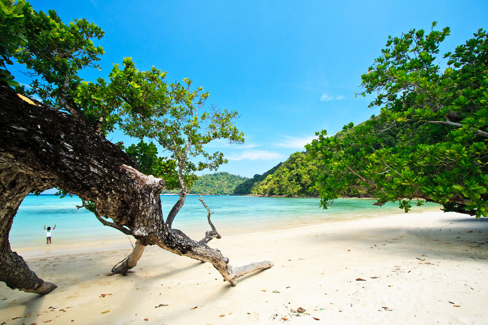 Trees on Beach Photograph Print 100% Australian Made