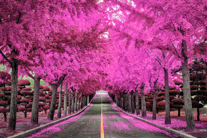 Pink Trees Road Photograph Print 100% Australian Made