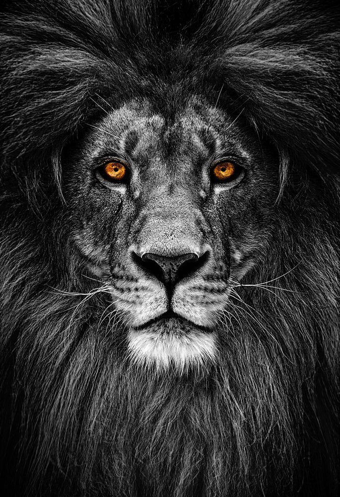 Lion Portrait B&W Orange Eyes Print 100% Australian Made