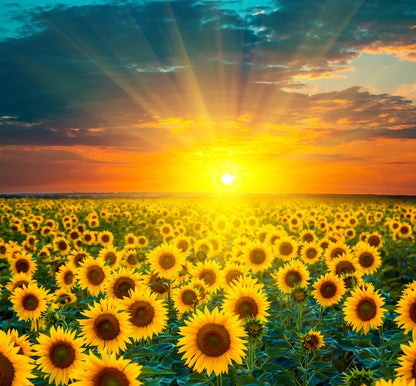 Sunflower Field In Sunset Print 100% Australian Made
