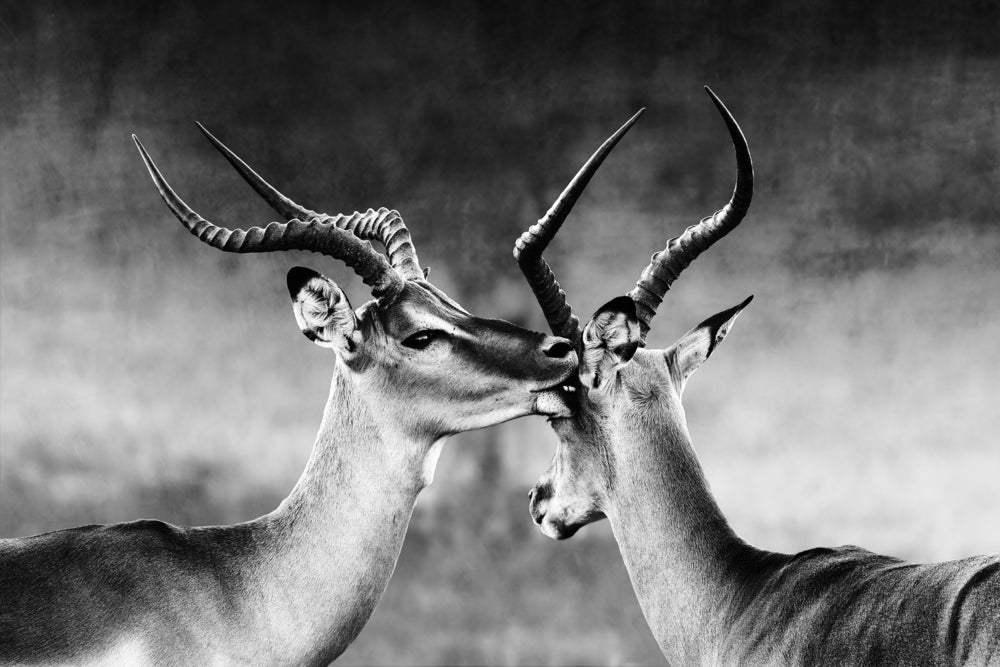 Deer Couple With Antlers B&W Photography Print 100% Australian Made