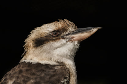 Kookaburra Bird Photograph Home Decor Premium Quality Poster Print Choose Your Sizes