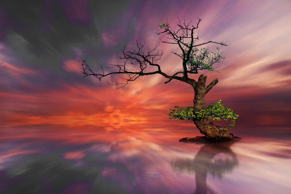 Dead Tree in a Lake Sunset Photograph Print 100% Australian Made