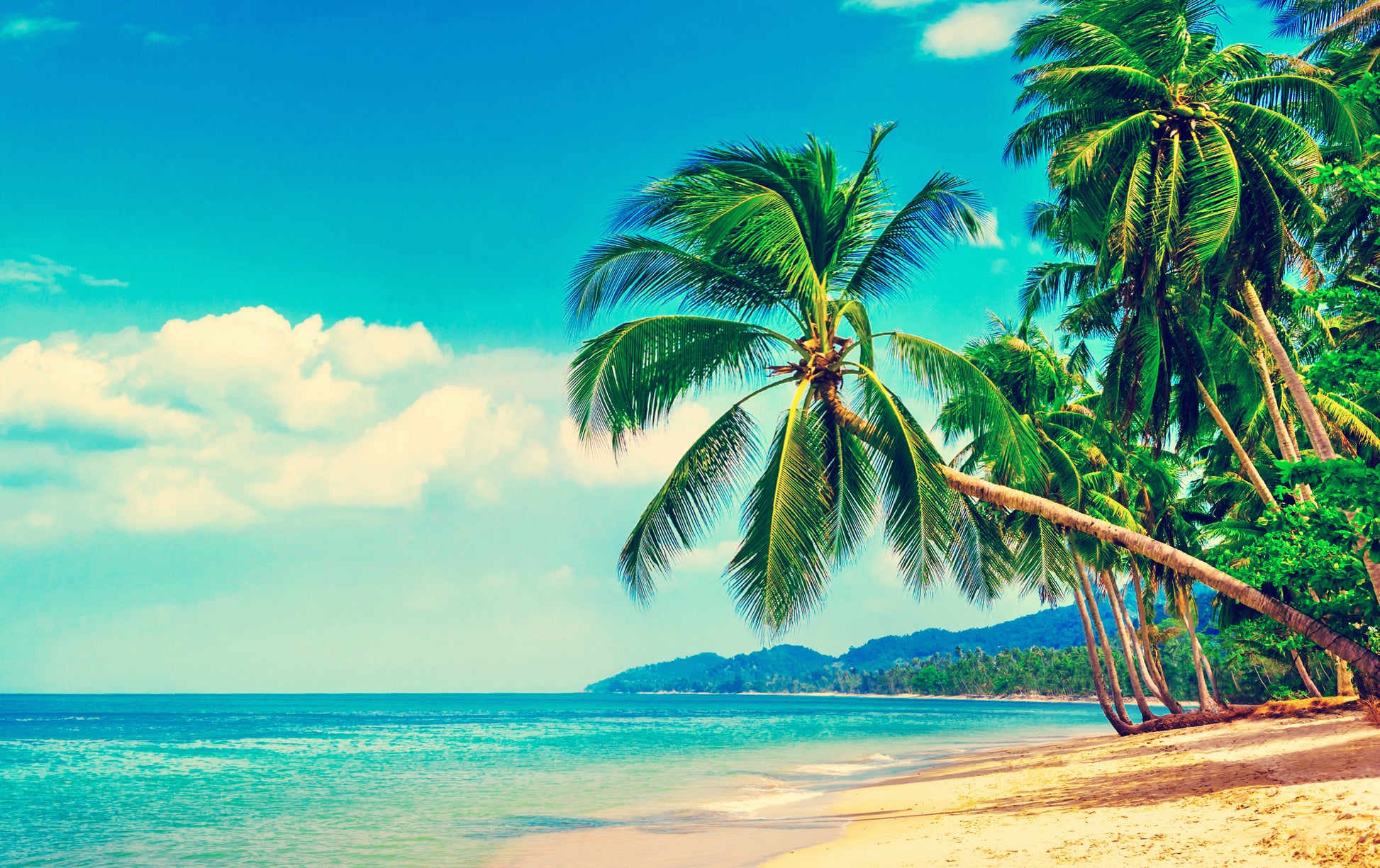 Palm Trees On Sea Shore Scenery Home Decor Premium Quality Poster Print Choose Your Sizes