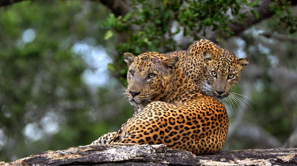 Leopards on a Rock Photograph Print 100% Australian Made