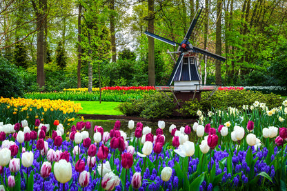 Tulip Flower Field Photograph Print 100% Australian Made