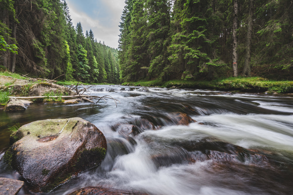 Waterstream in Forest Photograph Print 100% Australian Made