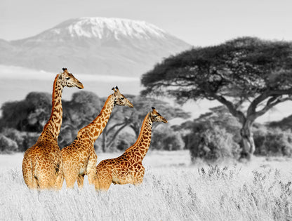 Giraffes on Field B&W Photograph Home Decor Premium Quality Poster Print Choose Your Sizes