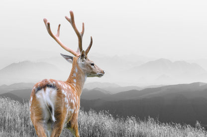 Deer Looking At Far Photograph Print 100% Australian Made