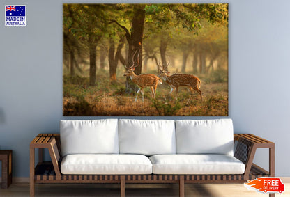 Deers in Forest Photograph Print 100% Australian Made