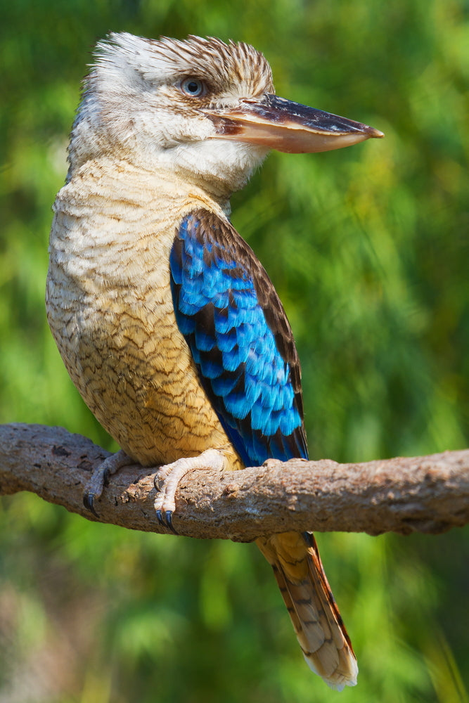 Australian Native Blue Winged Kookaburra Bird Photograph Print 100% Australian Made