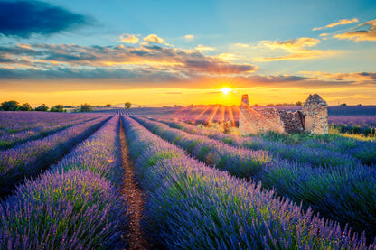 Lavender Field at Sunset Photograph Print 100% Australian Made