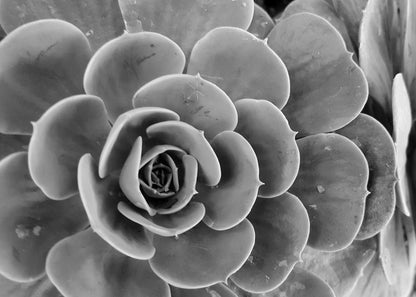 B&W Flower Photograph Print 100% Australian Made