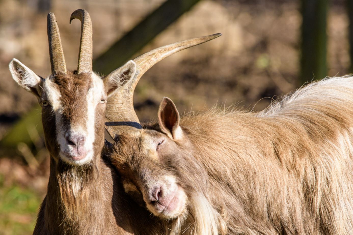 Lovely Goats Portrait Photograph Print 100% Australian Made