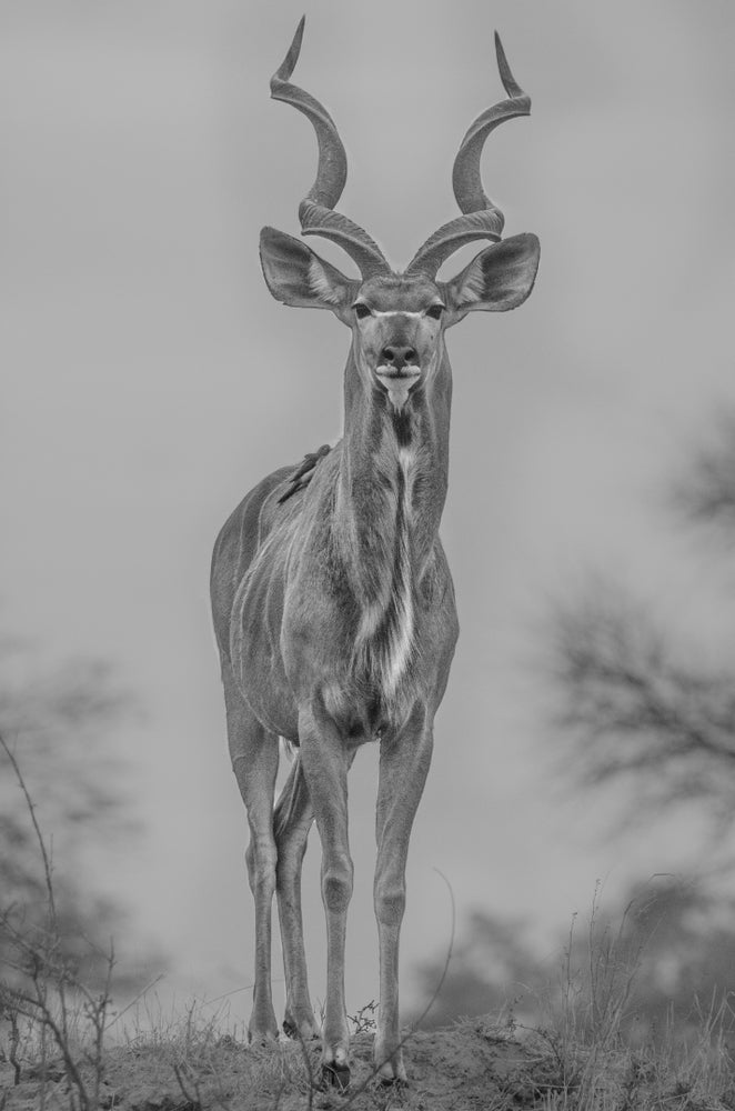 Deer Standing B&W Photograph Print 100% Australian Made